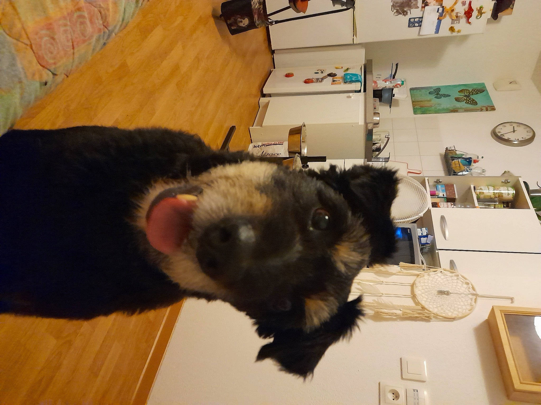 Bayron a rejoint le concours — aidez-le/la à gagner de superbes lots ! canidae, carnivore, claw, clock, dog_breed, domestic_short_haired_cat, ear, fawn, felidae, flooring, fur, hardwood, marsupial, room, small_to_medium_sized_cats, snout, sporting_group, terrestrial_animal, whiskers, wood