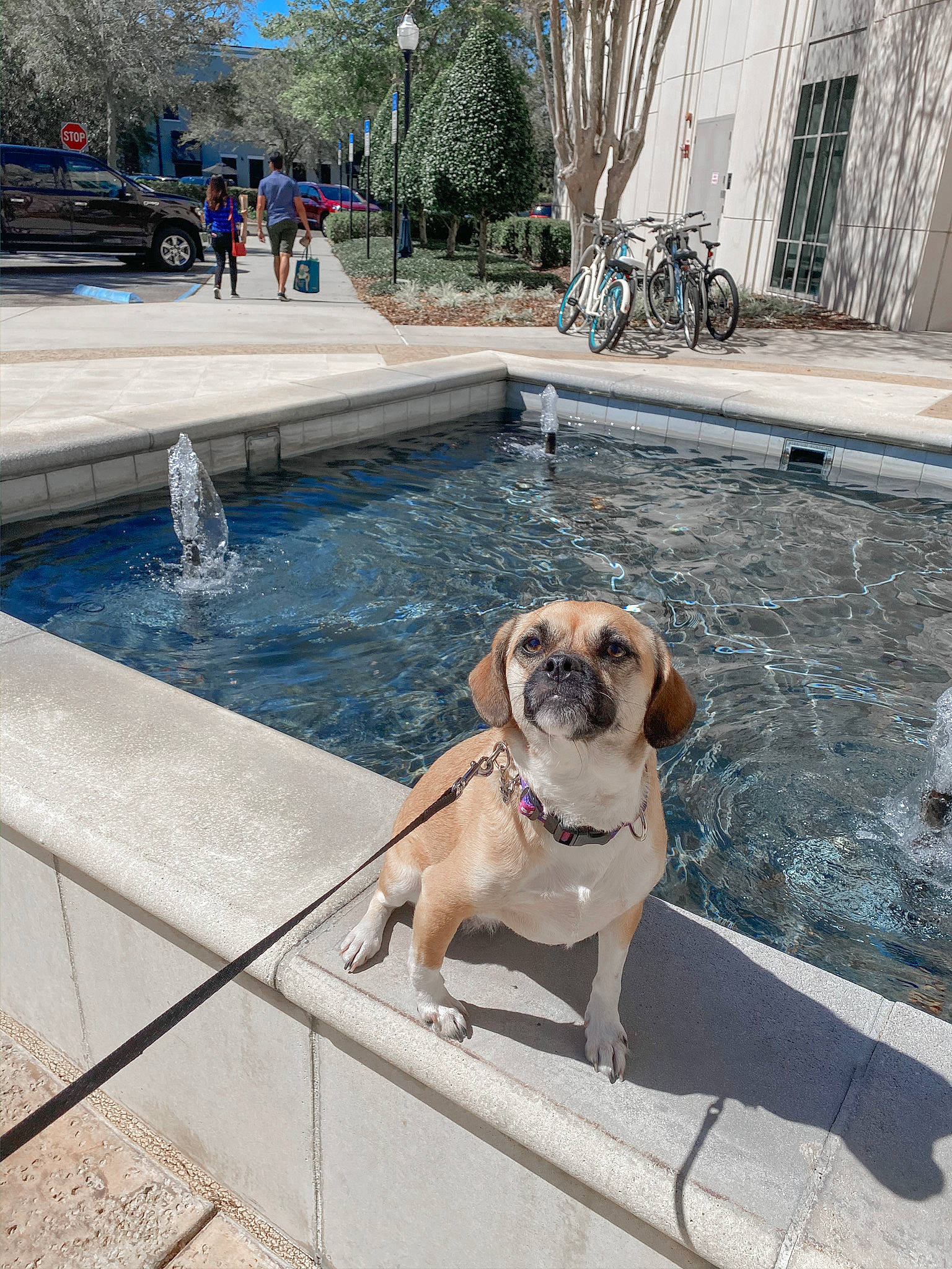 Puddles is registered to the contest to win money with this photo: boerboel, canidae, carnivore, companion_dog, dog, dog_breed, english_mastiff, fawn, leisure, plant, puggle, snout, sporting_group, tree, vacation, water, working_dog