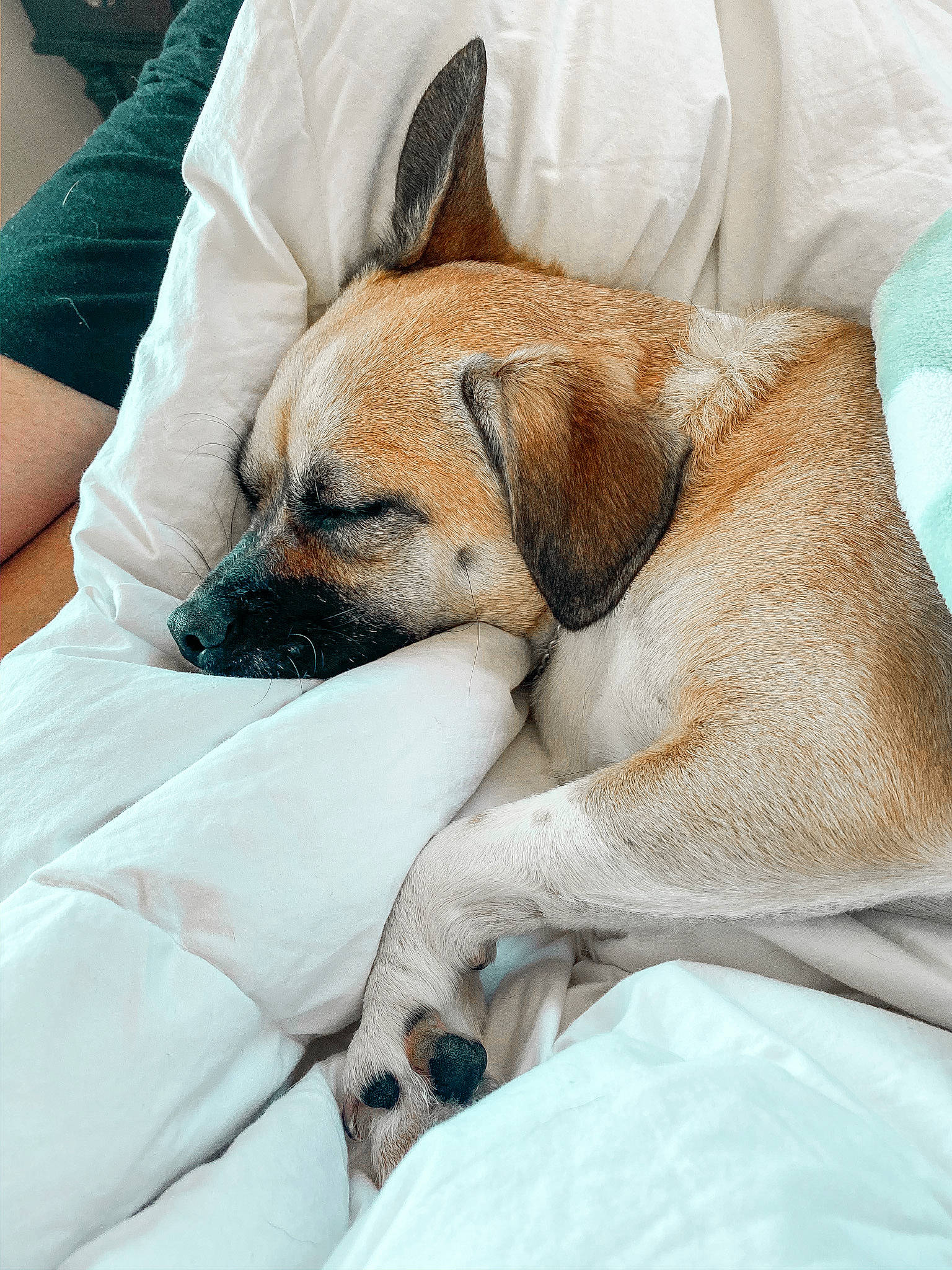 Puddles joined the competition — help win amazing prizes! black_mouth_cur, canidae, carnivore, comfort, companion_dog, dog, dog_breed, ear, fawn, nap, puggle, puppy, skin, sleep, snout