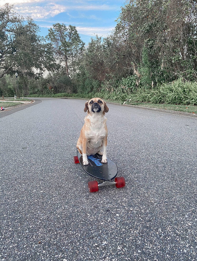 Puddles is registered to the contest to win money with this photo: asphalt, boardsport, canidae, carnivore, companion_dog, dog, dog_breed, dog_walking, fawn, freeride, longboard, longboarding, pug, recreation, road, skateboard, skateboarding, soil, sporting_group, toy_dog