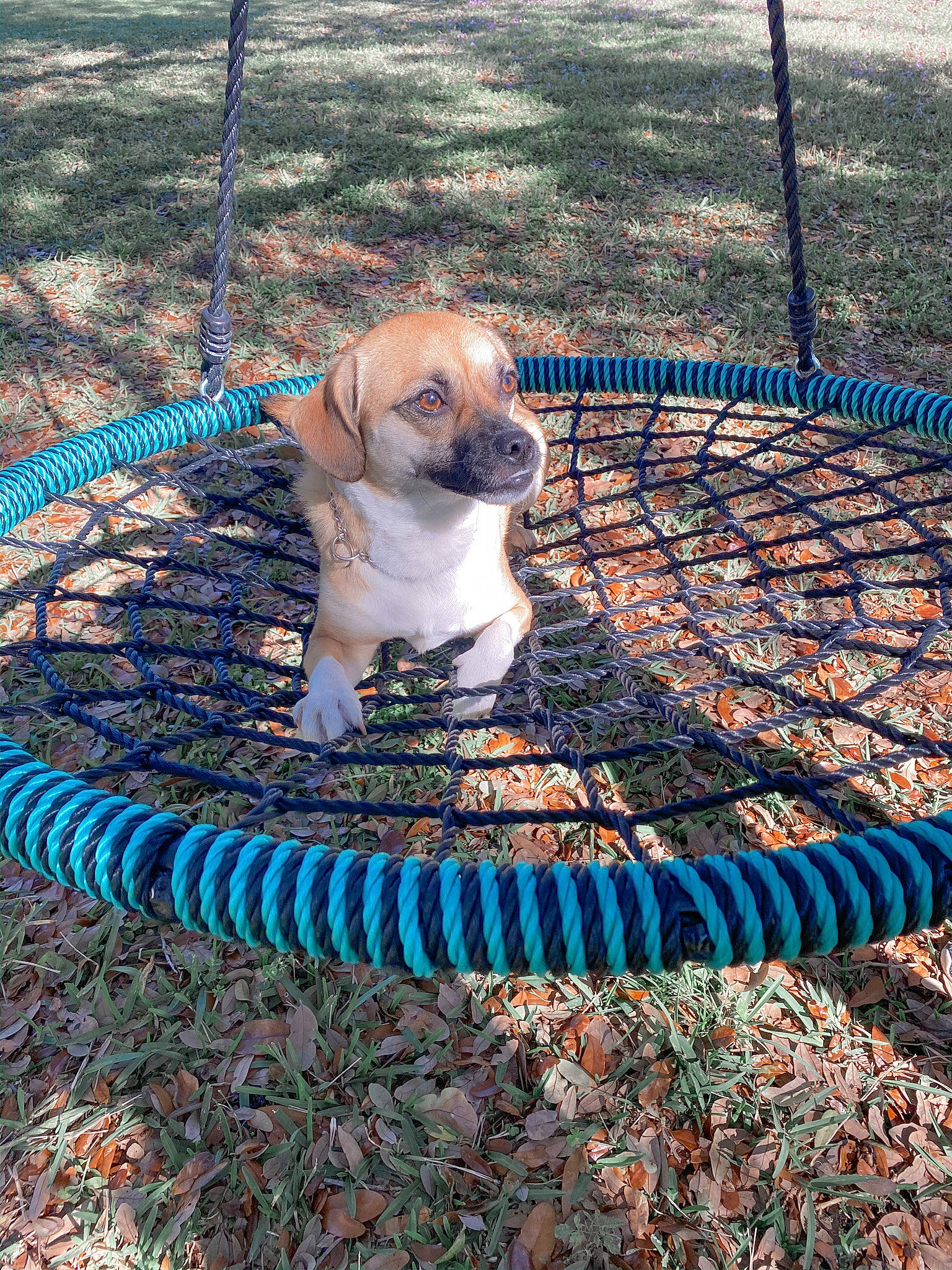 Puddles joined the competition — help win amazing prizes! canidae, carnivore, companion_dog, dog, dog_breed, fawn, grass, mammal, play, puggle, puppy, sporting_group