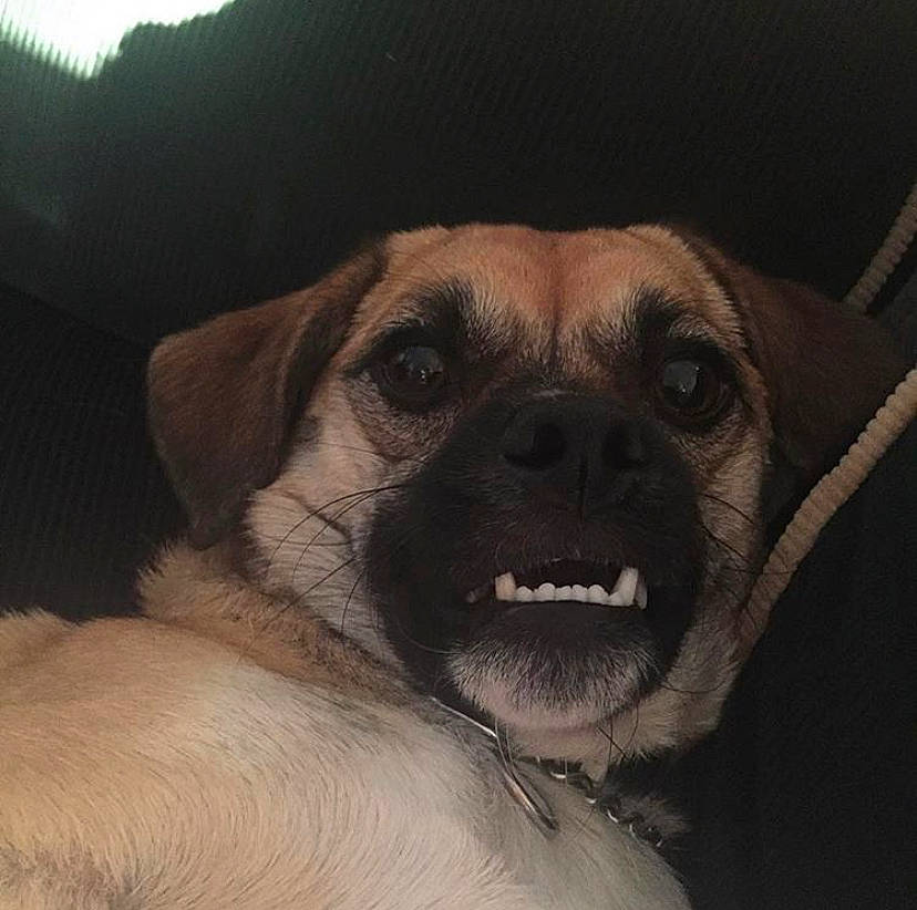 Puddles joined the competition — help win amazing prizes! black_mouth_cur, canidae, carnivore, companion_dog, dog, dog_breed, ear, fawn, head, photography, pug, puggle, puppy, puppy_love, selfie, snout, whiskers