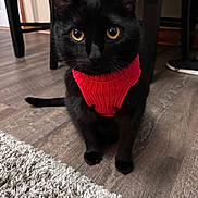 Vader is registered to the contest to win money with this photo: black_cat, cat, pet, red_sweater, indoor, floor, wooden_floor, rug, curious, furniture, cozy, animal, mammal, whiskers, ears, eyes, sitting, domestic_cat, cute, portrait