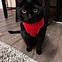 black_cat, cat, pet, red_sweater, indoor, floor, wooden_floor, rug, curious, furniture, cozy, animal, mammal, whiskers, ears, eyes, sitting, domestic_cat, cute, portrait