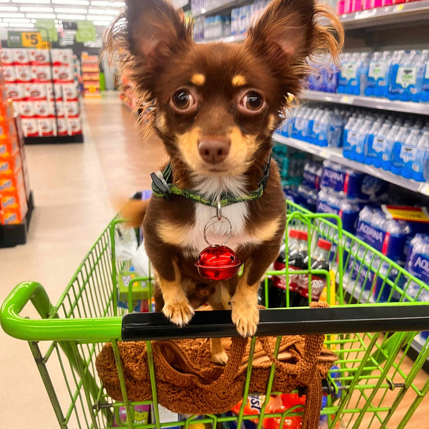 Toto joined the competition — help win amazing prizes! aisle, animal, brown_dog, chihuahua, collar, cute, dog, floor, green_handle, grocery_store, indoor, packaged_goods, pet, products, red_bell, shelves, shopping, shopping_cart, small_dog, water_bottles