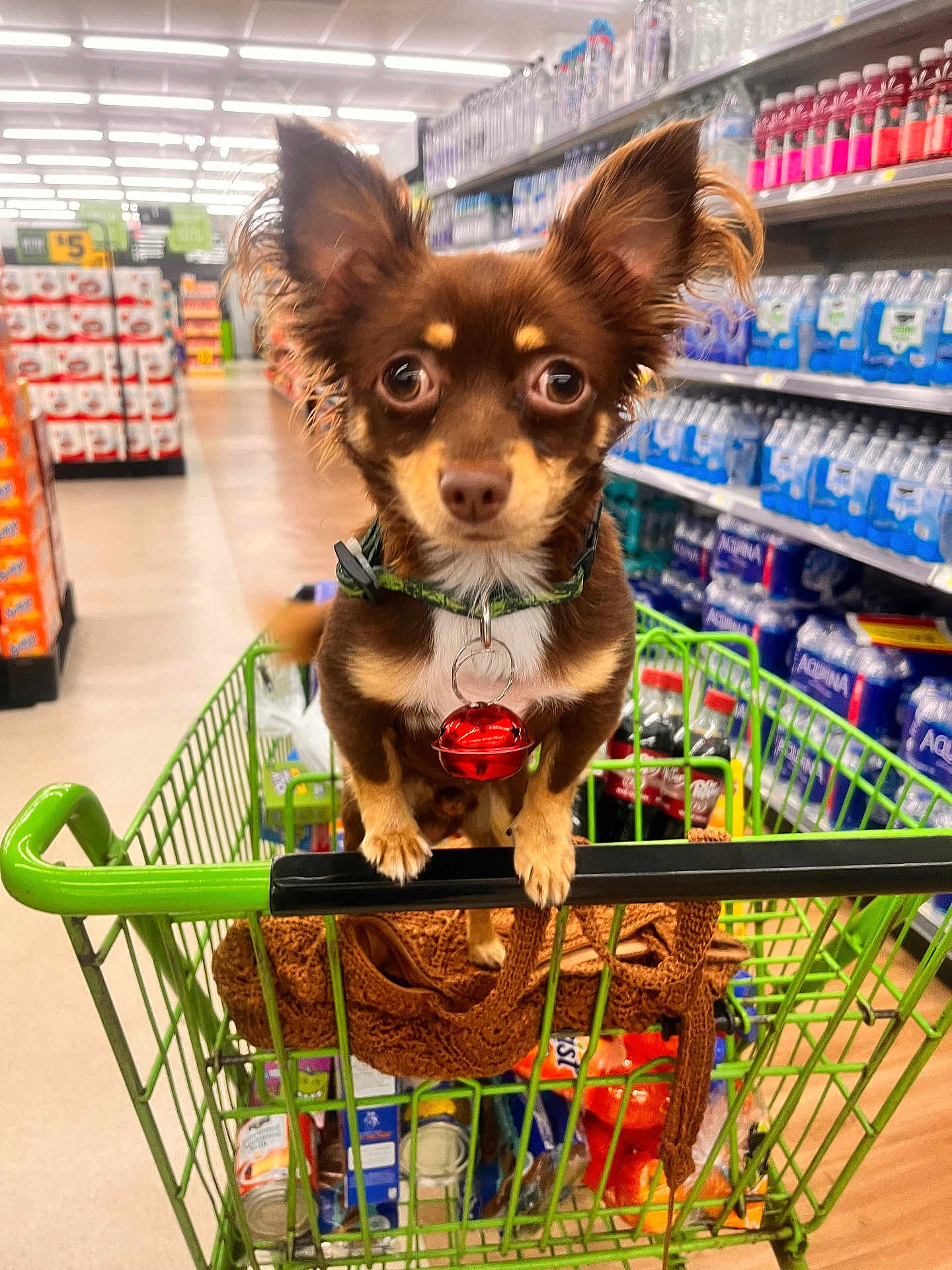 Toto joined the competition — help win amazing prizes! dog, chihuahua, shopping_cart, grocery_store, pet, brown_dog, collar, red_bell, shopping, aisle, shelves, products, water_bottles, packaged_goods, floor, green_handle, cute, small_dog, indoor, animal