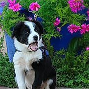 Buddy is registered to the contest to win money with this photo: puppy, dog, black_and_white, sitting, happy, open_mouth, flowers, pink_flowers, greenery, plants, outdoor, nature, fur, tail, paws, garden, cute, pet, young_dog, canine