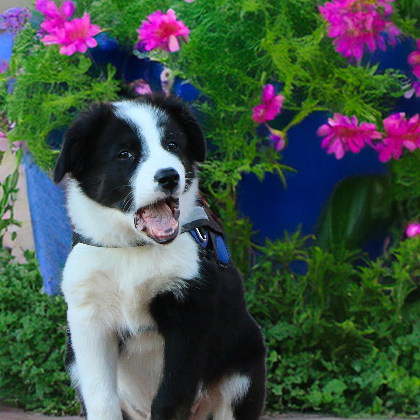 Buddy is registered to the contest to win money with this photo: black_and_white, canine, cute, dog, flowers, fur, garden, greenery, happy, nature, open_mouth, outdoor, paws, pet, pink_flowers, plants, puppy, sitting, tail, young_dog