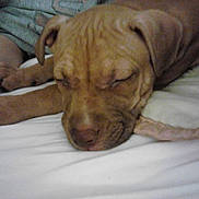 Lola is registered to the contest to win money with this photo: dog, puppy, sleeping, napping, lying_down, bed, bedroom, blanket, brown_dog, wrinkles, floppy_ears, closed_eyes, relaxed, resting, pet, animal, indoor, cozy, portrait, funny