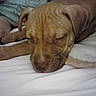 dog, puppy, sleeping, napping, lying_down, bed, bedroom, blanket, brown_dog, wrinkles, floppy_ears, closed_eyes, relaxed, resting, pet, animal, indoor, cozy, portrait, funny