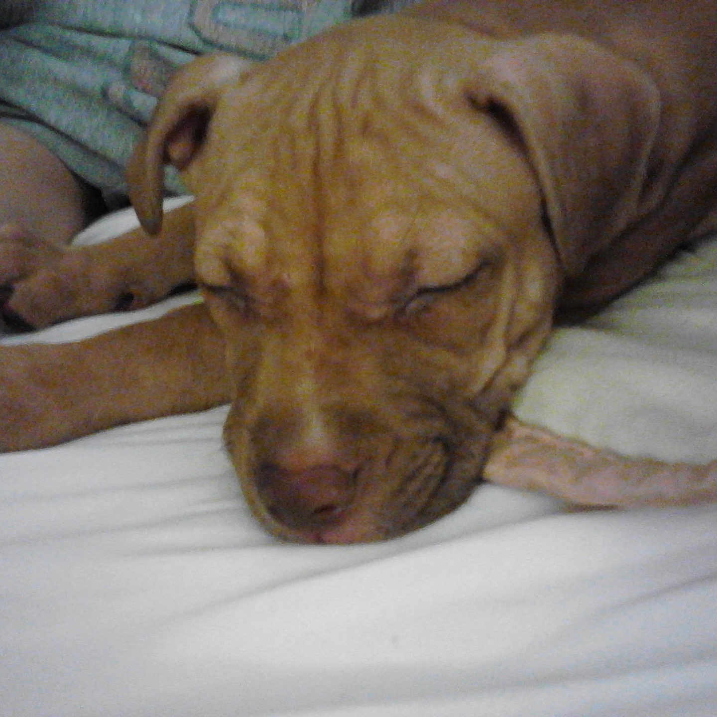 Lola