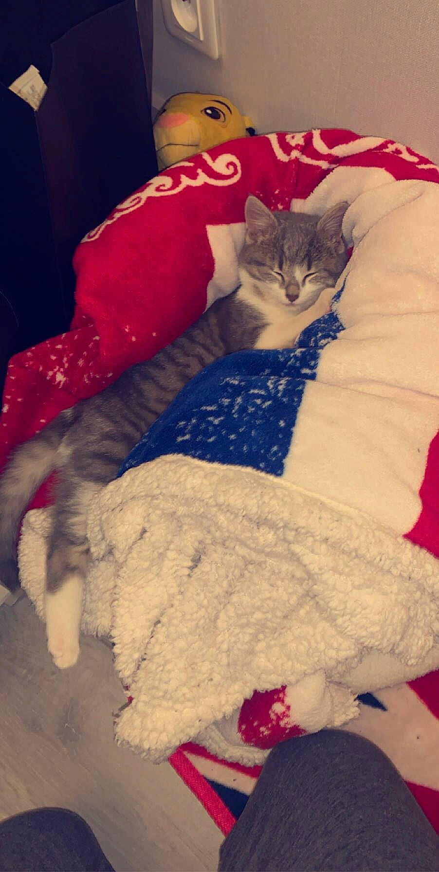 Maya a rejoint le concours — aidez-le/la à gagner de superbes lots ! asian, carnivore, cat, felidae, fur, kitten, nap, sleep, small_to_medium_sized_cats, t_shirt, tail, whiskers