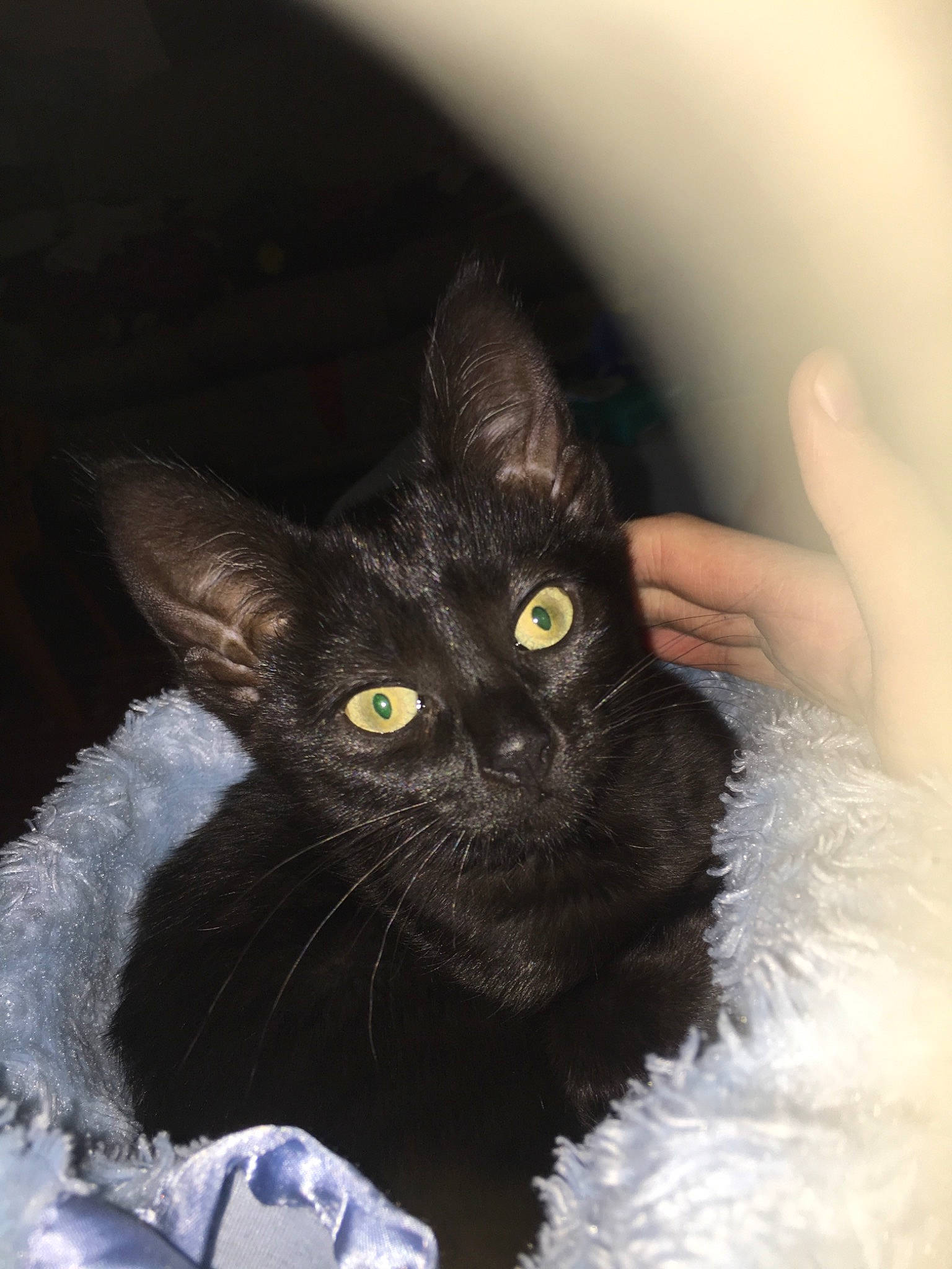 Bella is registered to the contest to win money with this photo: asian, black, black_cat, bombay, burmese, carnivore, cat, devon_rex, domestic_short_haired_cat, ear, eye, felidae, german_rex, iris, kitten, mammal, small_to_medium_sized_cats, snout, vertebrate, whiskers