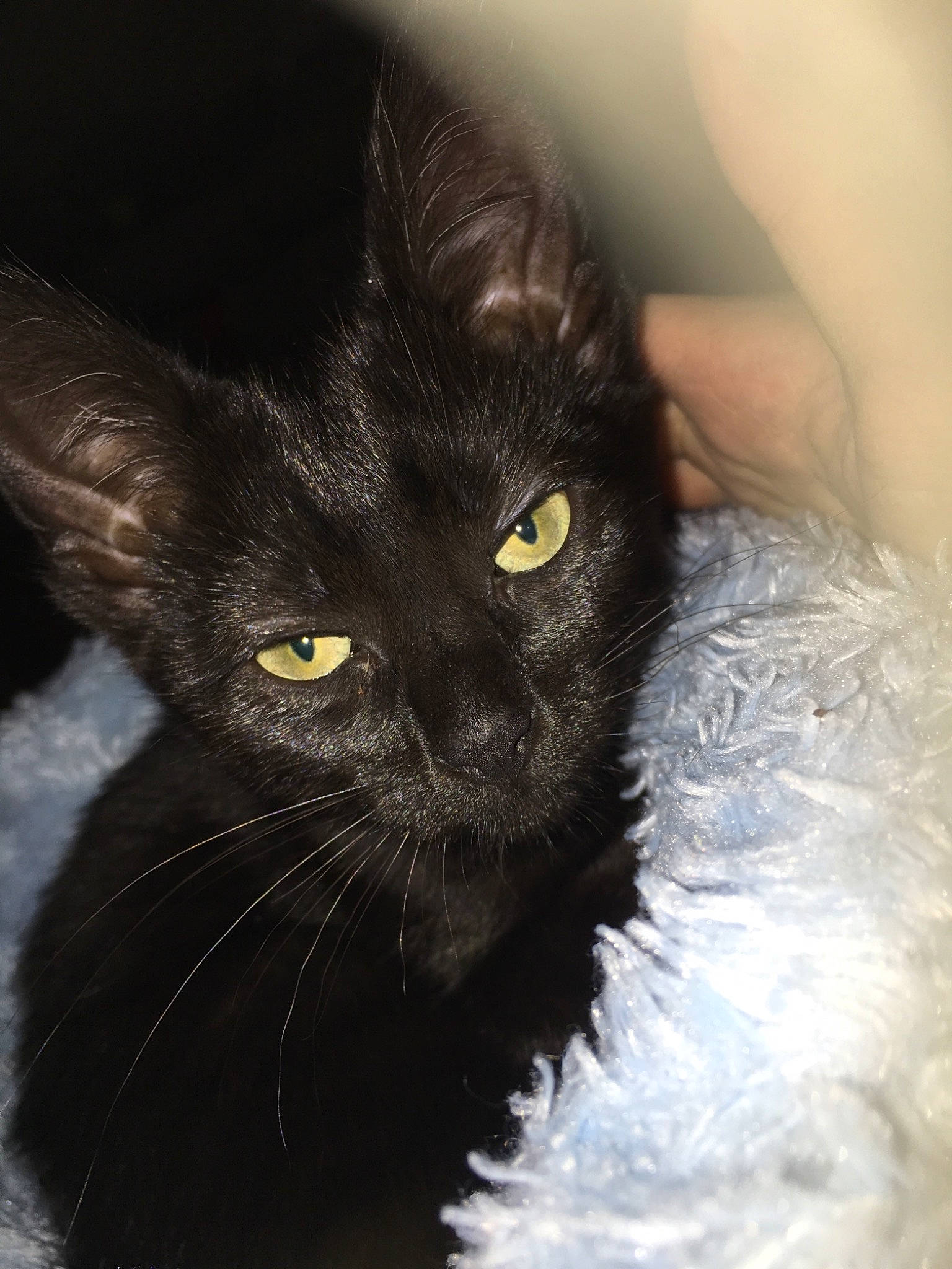 Bella joined the competition — help win amazing prizes! black, black_cat, bombay, carnivore, cat, close_up, domestic_long_haired_cat, ear, eye, felidae, fur, iris, kitten, mammal, nebelung, norwegian_forest_cat, nose, small_to_medium_sized_cats, snout, whiskers