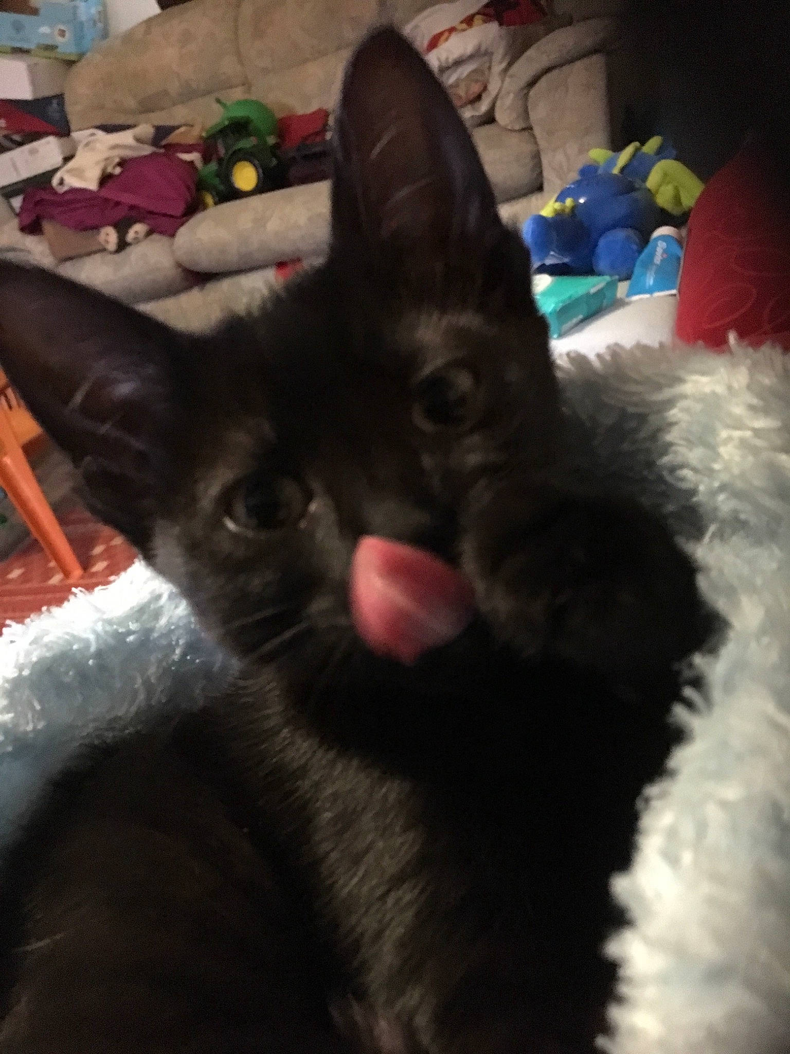 Bella joined the competition — help win amazing prizes! asian, black_cat, carnivore, cat, devon_rex, ear, eye, felidae, fur, kitten, mammal, oriental_longhair, skin, sky, small_to_medium_sized_cats, snout, tail, whiskers