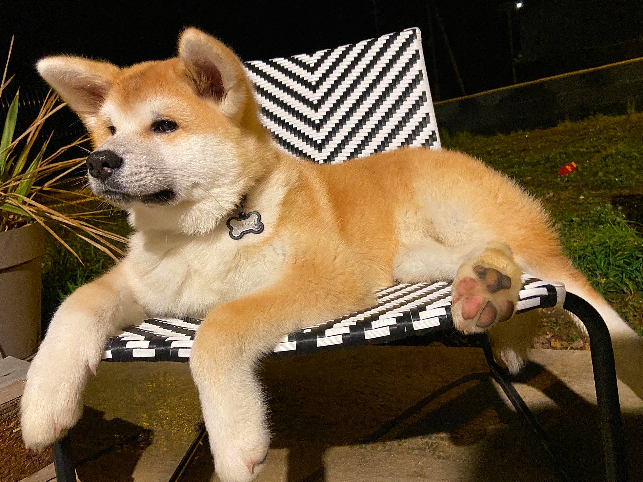 Shaggy participe au concours pour gagner de l'argent avec cette photo : canidae, carnivore, collar, companion_dog, dog, dog_breed, dog_collar, dog_supply, fawn, flowerpot, fur, houseplant, plant, snout, sporting_group, tail, terrestrial_animal, whiskers, windscreen_wiper, working_animal