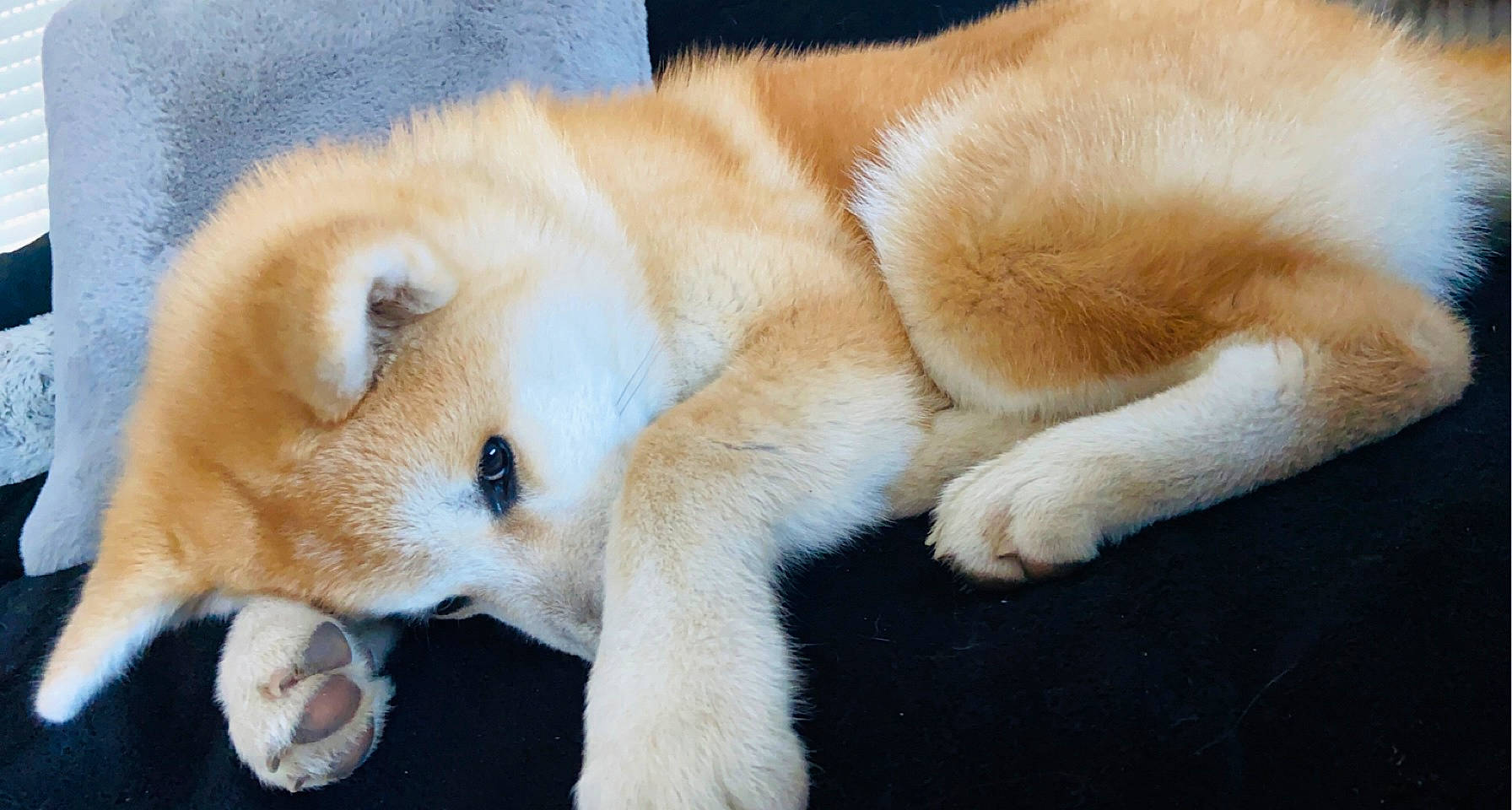 Shaggy participe au concours pour gagner de l'argent avec cette photo : canidae, carnivore, companion_dog, dog, dog_breed, fawn, fur, natural_material, non_sporting_group, paw, snout, sporting_group, tail, terrestrial_animal, whiskers, wildlife, working_animal