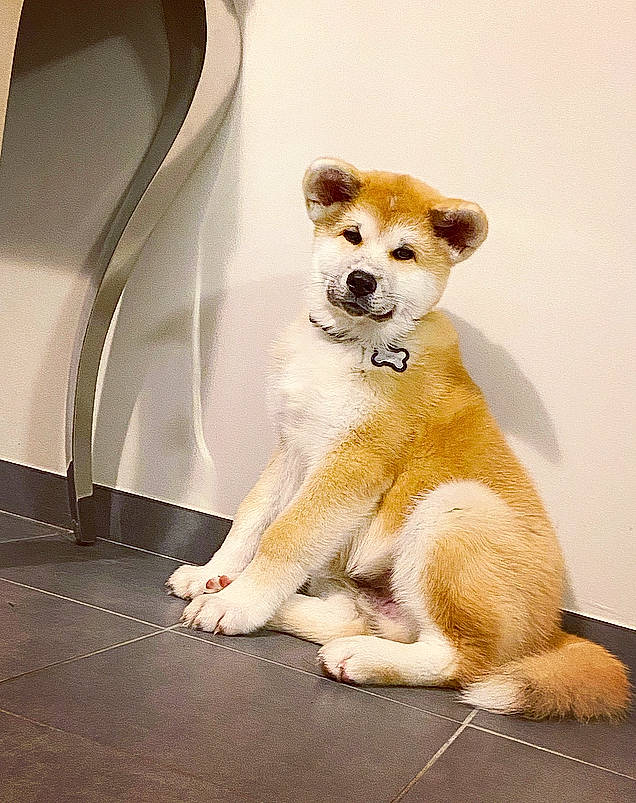 Shaggy participe au concours pour gagner de l'argent avec cette photo : canidae, carnivore, chair, collar, comfort, companion_dog, dog, dog_breed, fawn, flooring, fur, gas, non_sporting_group, paw, snout, stuffed_toy, tail, terrestrial_animal, toy, whiskers