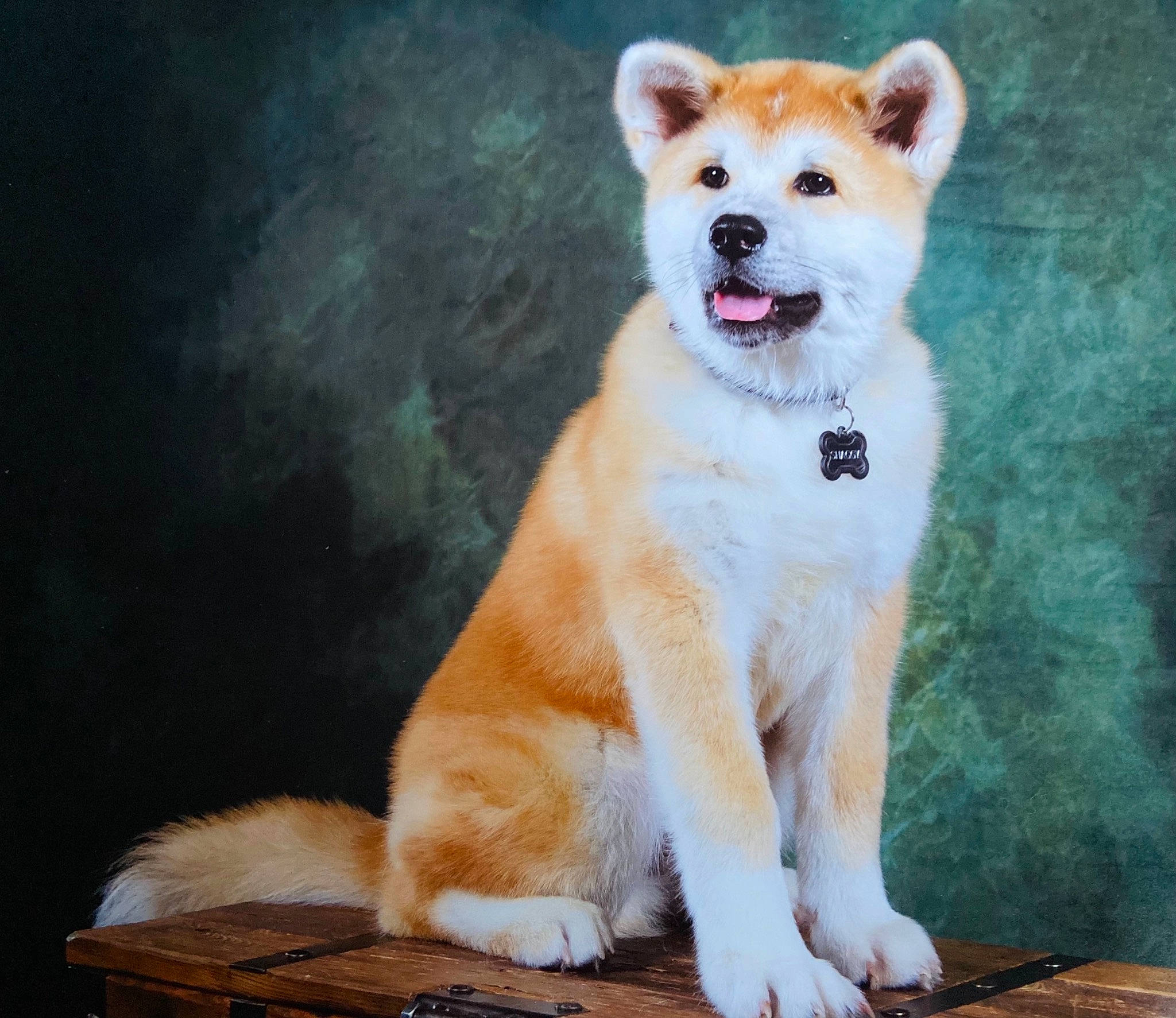 Shaggy a rejoint le concours — aidez-le/la à gagner de superbes lots ! ancient_dog_breeds, canidae, carnivore, collar, companion_dog, dog, dog_breed, door, fawn, fur, non_sporting_group, paw, snout, spitz, sporting_group, tail, terrestrial_animal, whiskers, window, working_animal