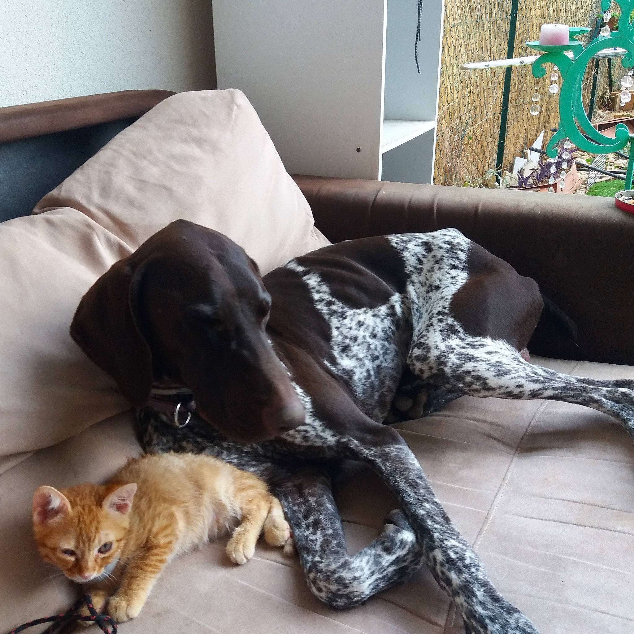 Pops participe au concours pour gagner de l'argent avec cette photo : canidae, carnivore, cat, comfort, couch, dog, dog_breed, felidae, fur, furniture, german_shorthaired_pointer, liver, nap, pointer, pointing_breed, room, small_to_medium_sized_cats, sporting_group, tail, weimaraner