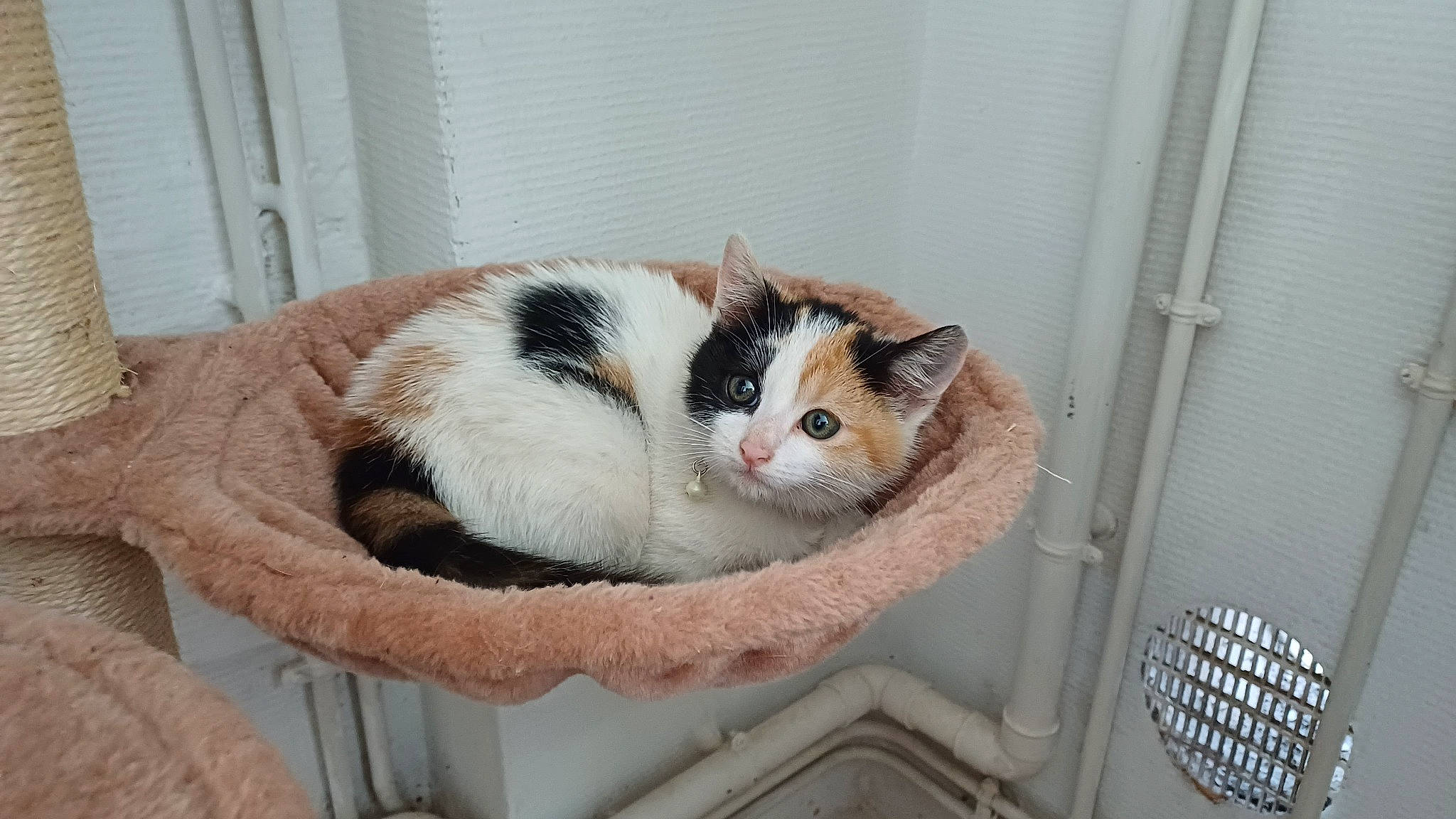 Ulka participe au concours pour gagner de l'argent avec cette photo : box, cardboard, carnivore, cat, cat_supply, comfort, domestic_short_haired_cat, felidae, fur, hardwood, pet_supply, room, small_to_medium_sized_cats, snout, tail, whiskers, window, wood