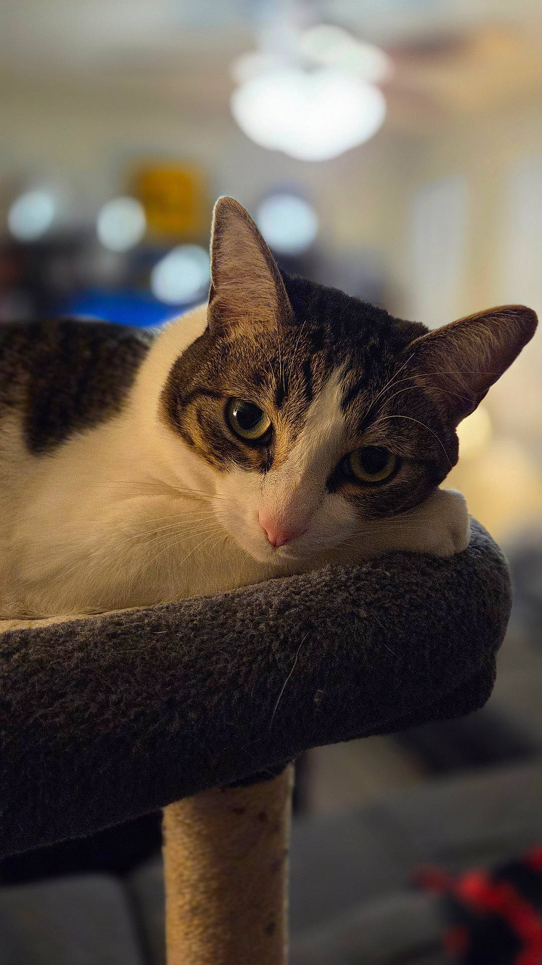 Sunshine is registered to the contest to win money with this photo: animal, cat, cat_tree, close_up, cozy, cute, domestic, ears, feline, fur, home, indoor, pet, portrait, relaxed, resting, sleepy, soft_light, tabby, whiskers