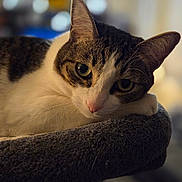 Sunshine is registered to the contest to win money with this photo: cat, tabby, pet, feline, animal, indoor, cat_tree, resting, close_up, whiskers, ears, fur, cute, portrait, relaxed, soft_light, home, cozy, sleepy, domestic