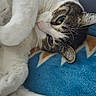 Sunshine is registered to the contest to win money with this photo: blanket, blue_blanket, cat, close_up, cozy, curled_up, cute, ear, eye, feline, indoor, nose, paw, pet, portrait, resting, soft, tabby, whiskers, white_fur