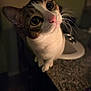 Sunshine is registered to the contest to win money with this photo: cat, pet, indoor, curious, closeup, whiskers, pink_nose, granite_countertop, sink, feline, tabby, white_fur, brown_fur, large_eyes, soft_lighting, domestic_animal, cute, portrait, looking_up, animal