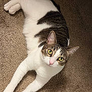 Sunshine joined the competition — help win amazing prizes! carpet, cat, closeup, curious, domestic_animal, ears, feline, fur_pattern, green_eyes, household, indoor, looking_up, lying_down, paws, pet, portrait, tabby, tail, whiskers, white_fur