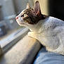 cat, animal, pet, feline, window, sunlight, indoor, fur, whiskers, ears, nose, closeup, profile, looking, curious, resting, soft_light, domestic, side_view, nature