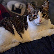 Sunshine joined the competition — help win amazing prizes! animal, black, cat, cozy, cute, domestic_cat, ears, face, fur, indoor, lying_down, pet, plaid_blanket, portrait, red, relaxed, resting, tabby, whiskers, white_fur