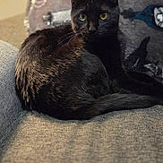 Jinx joined the competition — help win amazing prizes! black_cat, cat, feline, pet, indoor, couch, blanket, yellow_eyes, fur, relaxed, animal, cozy, portrait, texture, home, resting, looking, whiskers, ears, soft_light