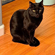 Jinx is registered to the contest to win money with this photo: black_cat, cat, pet, indoor, wooden_floor, yellow_eyes, animal, feline, sitting, looking, home, flooring, domestic_cat, fur, whiskers, ears, mammal, quiet, curious, cozy