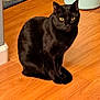 Jinx is registered to the contest to win money with this photo: black_cat, cat, pet, indoor, wooden_floor, yellow_eyes, animal, feline, sitting, looking, home, flooring, domestic_cat, fur, whiskers, ears, mammal, quiet, curious, cozy