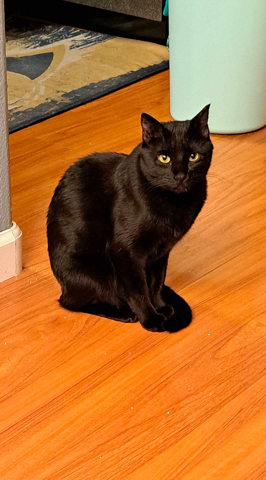 Jinx is registered to the contest to win money with this photo: black_cat, cat, pet, indoor, wooden_floor, yellow_eyes, animal, feline, sitting, looking, home, flooring, domestic_cat, fur, whiskers, ears, mammal, quiet, curious, cozy