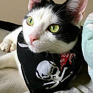 Miss Monks is registered to the contest to win money with this photo: cat, black_and_white, green_eyes, bandana, skull, crossbones, pet, close_up, animal, feline, whiskers, ears, nose, paws, resting, indoor, cute, alert, portrait, soft_surface