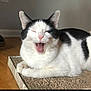 Miss Monks is registered to the contest to win money with this photo: cat, black_and_white, feline, pet, indoor, yawning, relaxed, scratch_pad, floor, wooden_floor, fur, animal, whiskers, ears, pink_nose, close_up, mammal, domestic_animal, resting, cute