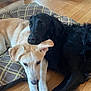 dog, dogs, black_dog, cream_dog, pets, animal, cuddle, bed, checkered_bed, wooden_floor, indoor, cozy, friendship, resting, cute, fur, canine, companion, relax, bond