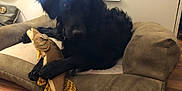 Blue joined the competition — help win amazing prizes! animal, black_dog, canine, companion, cozy, cushion, dog, fish_toy, floor, fur, home, indoor, mammal, paws, pet_bed, relaxed, resting, stuffed_toy, toy, wooden_floor