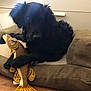 dog, pet_bed, stuffed_toy, fish_toy, black_dog, indoor, floor, wooden_floor, fur, animal, cozy, resting, toy, paws, canine, home, cushion, relaxed, mammal, companion
