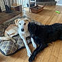 dog, dogs, pet, pets, animal, animals, indoor, floor, wooden_floor, bed, dog_bed, black_dog, light_dog, cushion, resting, companions, house, home, cozy, friendship