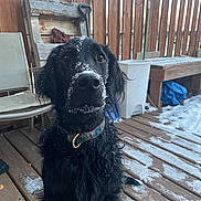 Blue is registered to the contest to win money with this photo: dog, black_dog, snow, outdoor, wooden_deck, fence, collar, pet, animal, winter, snowflakes, chair, bench, garden_tools, curious, sitting, fur, daylight, nature, canine
