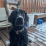 dog, black_dog, snow, outdoor, wooden_deck, fence, collar, pet, animal, winter, snowflakes, chair, bench, garden_tools, curious, sitting, fur, daylight, nature, canine