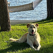 Pike is registered to the contest to win money with this photo: dog, grass, trees, water, hammock, sunlight, outdoor, pet, collar, leash, nature, relaxing, canine, summer, park, shade, smiling, animal, daytime, resting