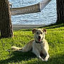 Pike is registered to the contest to win money with this photo: animal, canine, collar, daytime, dog, grass, hammock, leash, nature, outdoor, park, pet, relaxing, resting, shade, smiling, summer, sunlight, trees, water