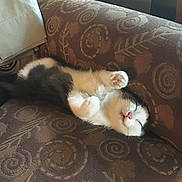 Jerri is registered to the contest to win money with this photo: animal, black_and_white, cat, couch, cozy, cute, domestic, fur, furniture, indoor, kitten, nap, patterned, paw, pet, pink_nose, relaxing, resting, sleeping, whiskers