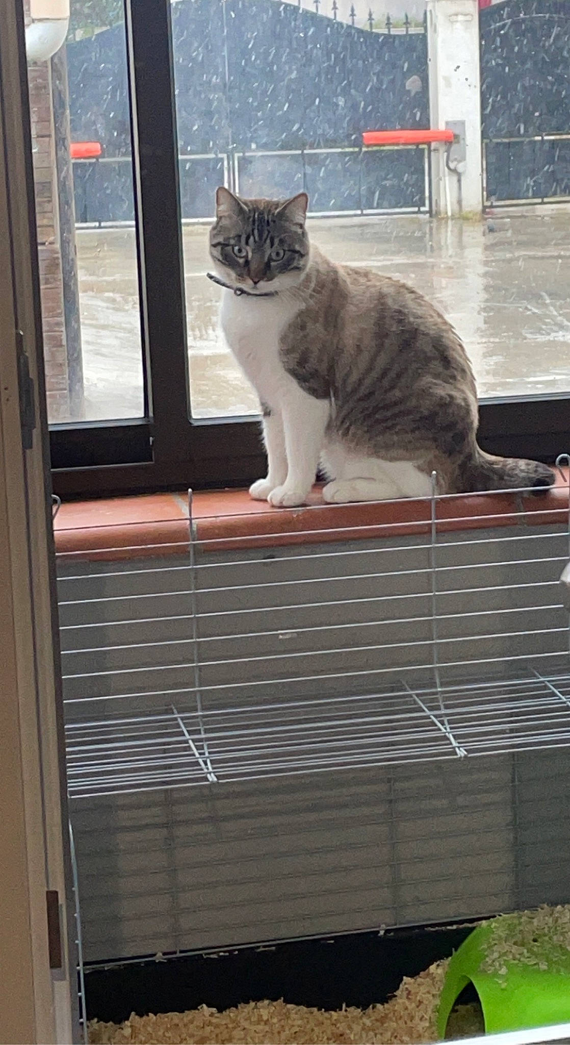 Kiko a rejoint le concours — aidez-le/la à gagner de superbes lots ! animal_shelter, cage, carnivore, cat, domestic_short_haired_cat, felidae, fur, grille, mammal, mesh, pet_supply, service, sitting, small_to_medium_sized_cats, snout, tail, vertebrate, whiskers, window, wood