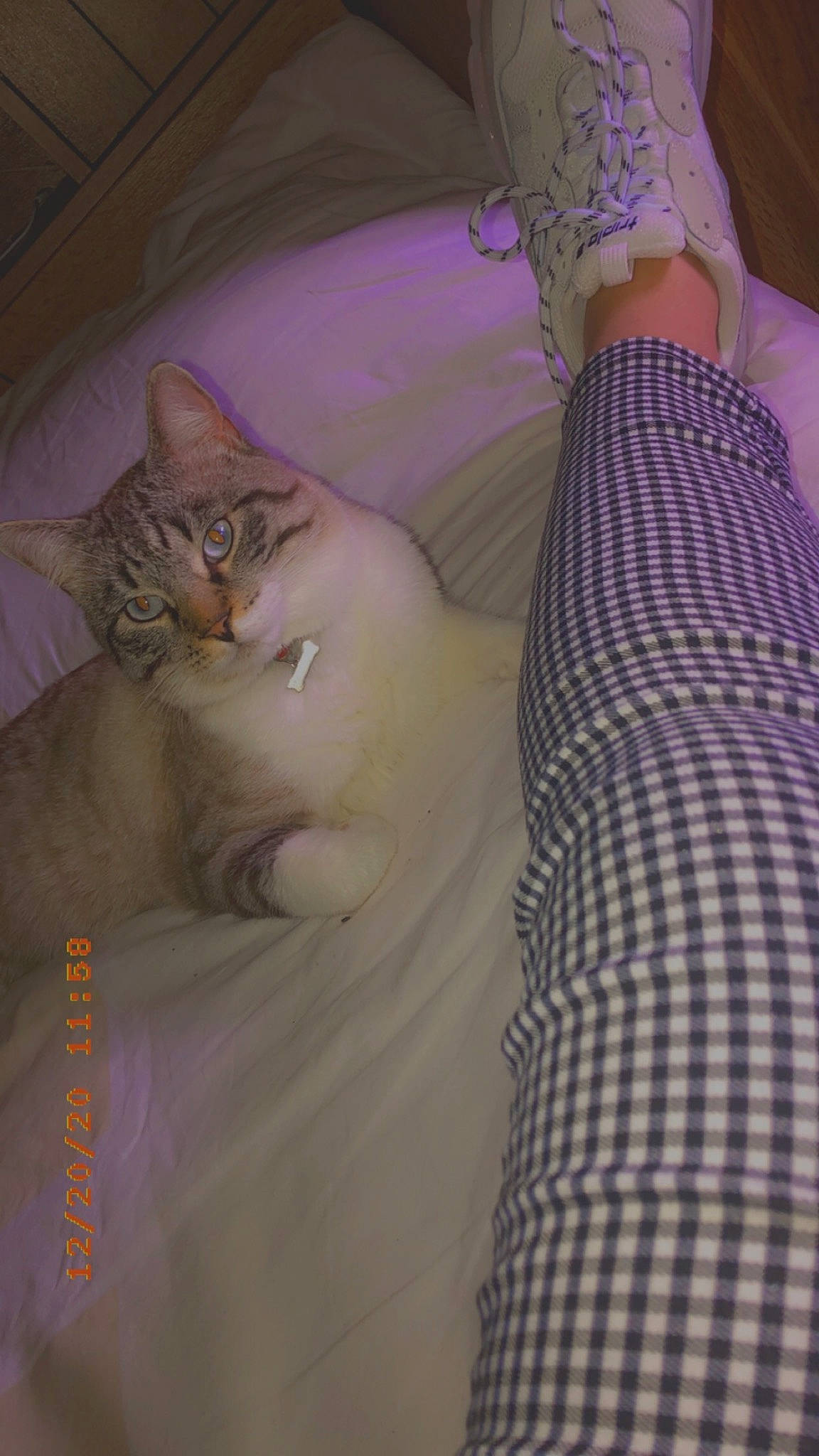 Kiko participe au concours pour gagner de l'argent avec cette photo : abdomen, bed, carnivore, cat, comfort, domestic_short_haired_cat, eye, fawn, felidae, fur, human_leg, linens, nail, pattern, plaid, room, small_to_medium_sized_cats, thigh, trunk, whiskers