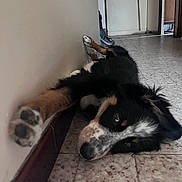 Joy a rejoint le concours — aidez-le/la à gagner de superbes lots ! dog, indoor, tile_floor, wall, paw, black_fur, white_fur, brown_fur, relaxed, laying_down, stretching, curious, pet, canine, home, floor, head, animal, fur, closeup
